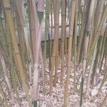 Phyllostachys flexuosa Corteza