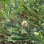 Lupinus argenteus Leaf