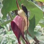 Aristolochia littoralis Blüte