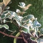 Ficus triangularis Folha