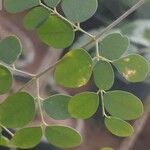 Moringa oleifera Folha