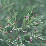 Gymnostoma nodiflorum Fruto