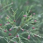 Gymnostoma nodiflorum Fruit