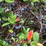 Berberis julianae Fruit