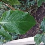 Justicia aurea Hoja