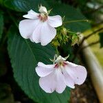 Impatiens flaccida പുഷ്പം