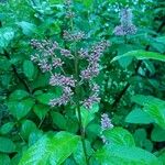 Syringa josikaea Flower