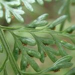 Asplenium hypomelas Blad