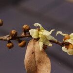 Hexalobus monopetalus फूल