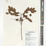 Phyllanthus perrieri Otro