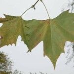 Platanus x hispanica 葉