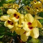 Dendrobium pulchellum Blüte