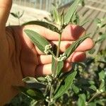 Caryopteris × clandonensis Fruto