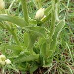 Cephalanthera damasonium برگ