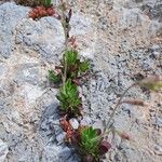 Silene secundiflora 葉