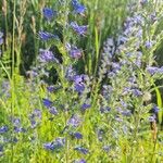 Echium vulgareKukka