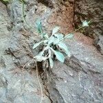 Inula verbascifolia Blad