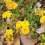 Lantana depressa Flor