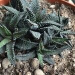 Haworthia attenuata পাতা