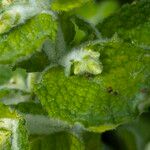 Mentha × villosa പുഷ്പം