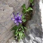 Phyteuma sieberi Flor