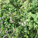 Trifolium resupinatum Агульны выгляд