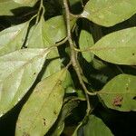 Ocotea meziana Hoja