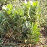 Asclepias latifolia ᱥᱟᱠᱟᱢ