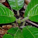 Lasianthus panamensis برگ