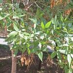 Fraxinus angustifolia Blad