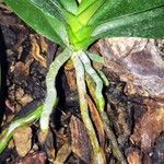 Phalaenopsis spp. Celota