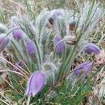 Pulsatilla grandis Flor