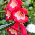 Penstemon barbatus Blomst