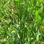 Tragopogon orientalis Leaf