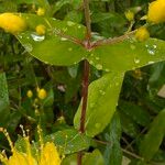 Hypericum hircinum Fuelha