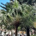 Washingtonia filifera 形態