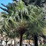 Washingtonia filifera عادت داشتن