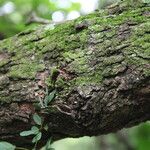 Ziziphus mucronata പുറംതൊലി