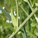 Calepina irregularis Hoja