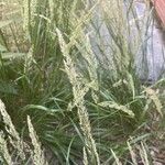 Calamagrostis arundinacea Folha