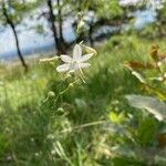 Anthericum ramosum Fula