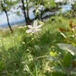 Anthericum ramosum Blüte