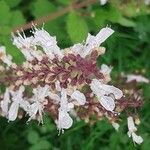 Plectranthus madagascariensis 花