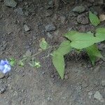 Convolvulus siculus Habit