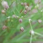 Spergularia diandra Fruto