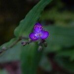 Tradescantia virginianaFlower