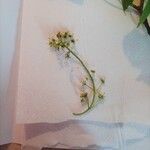 Acer pseudoplatanus Flower