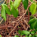 Lonicera acuminata Облик