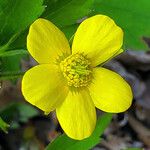 Ranunculus cortusifolius Floare