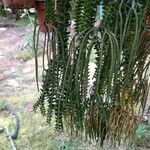 Huperzia phlegmaria Fruto